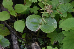 Neottia convallarioides