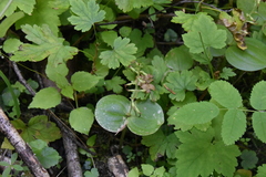 Neottia convallarioides