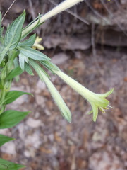 Lithospermum macromeria