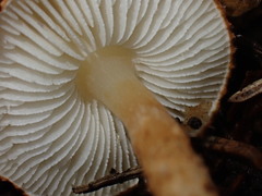 Lepiota castanea
