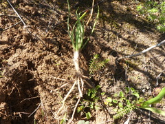 Bulbine