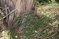 Asparagus