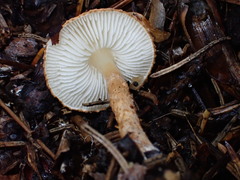 Lepiota castanea