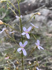 Stylidium laricifolium
