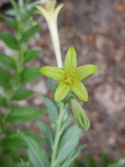 Lithospermum macromeria