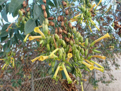 Nicotiana glauca