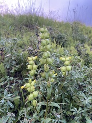 Rhinanthus