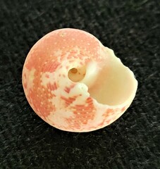 Agathistoma fasciatum