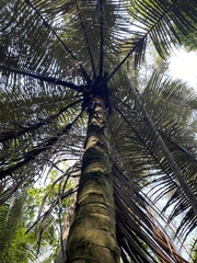 Bactris