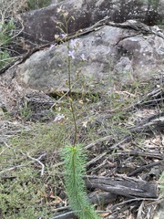 Stylidium laricifolium