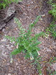 Lithospermum macromeria