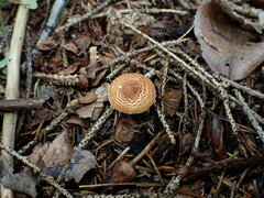 Lepiota castanea