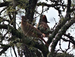 Pseudoseisura lophotes
