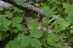 Neottia convallarioides