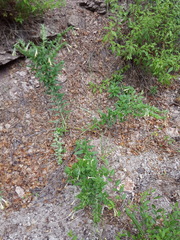 Lithospermum macromeria