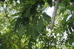 Cordia alliodora