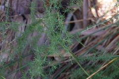 Asparagus
