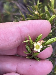 Diosma hirsuta