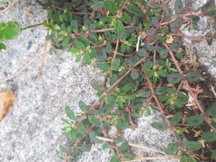 Euphorbia maculata