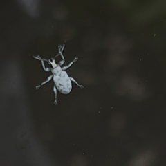 Myllocerus undecimpustulatus