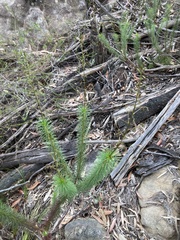 Stylidium laricifolium