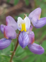 Lupinus neomexicanus