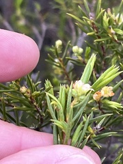 Diosma hirsuta