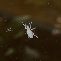 Myllocerus undecimpustulatus