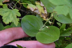 Neottia convallarioides