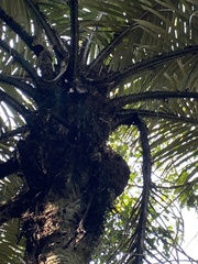 Bactris
