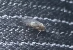 Teliapsocus conterminus