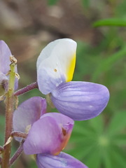 Lupinus neomexicanus