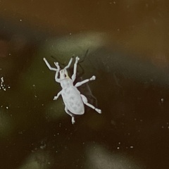 Myllocerus undecimpustulatus