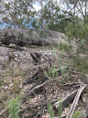 Stylidium laricifolium