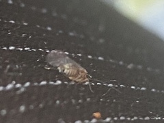 Teliapsocus conterminus