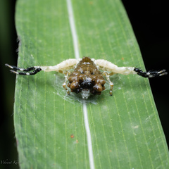 Phrynarachne ceylonica