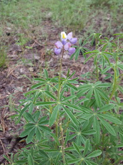 Lupinus neomexicanus