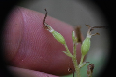 Neottia convallarioides