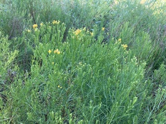 Euthamia occidentalis