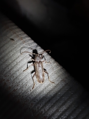 Trichoferus campestris