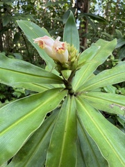 Costus guanaiensis macrostrobilus
