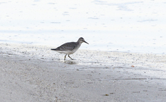 Calidris canutus