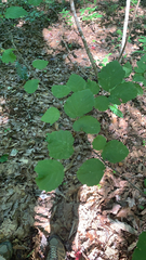 Hamamelis virginiana