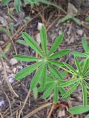 Lupinus neomexicanus
