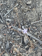 Stephanomeria virgata