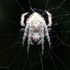 Eriovixia