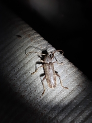 Trichoferus campestris