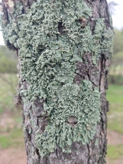 Flavopunctelia soredica