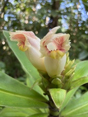 Costus guanaiensis macrostrobilus