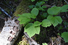 Viburnum edule